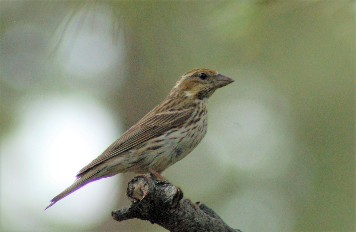 Cassin's Finch - ML202175151