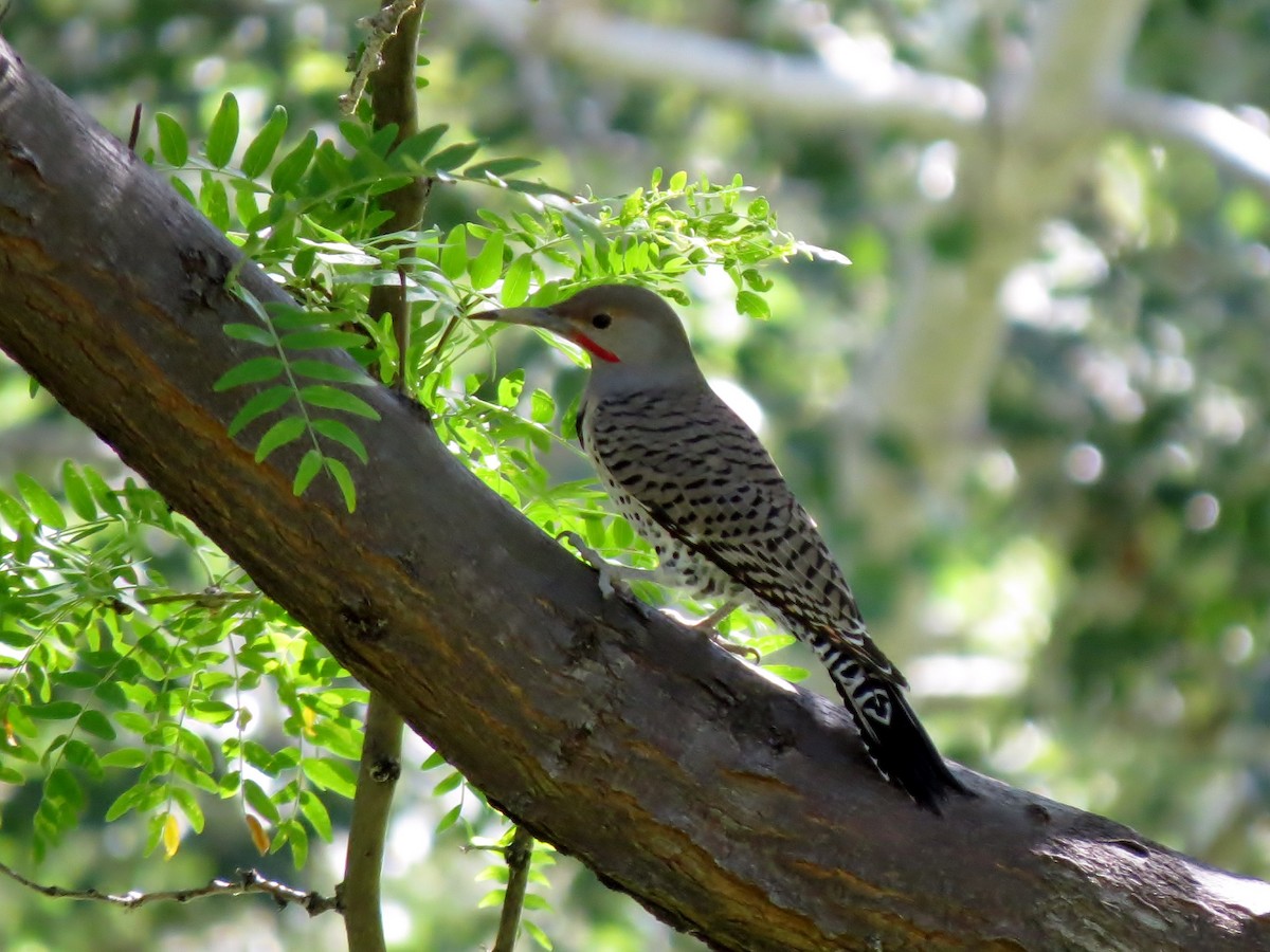 Northern Flicker - ML20217571