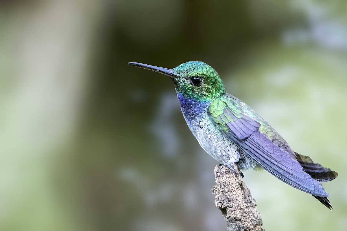 kolibřík modroprsý - ML202175711