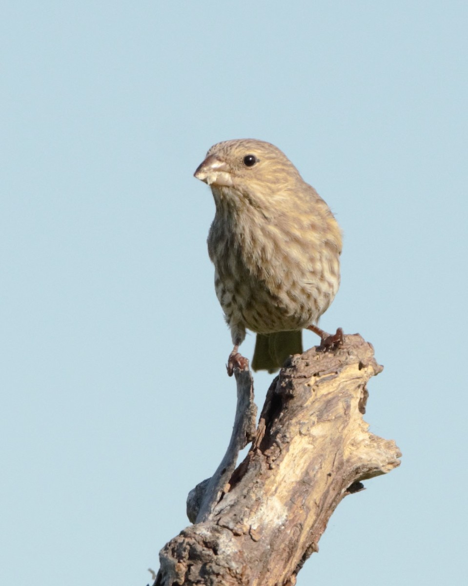 House Finch - ML202175791