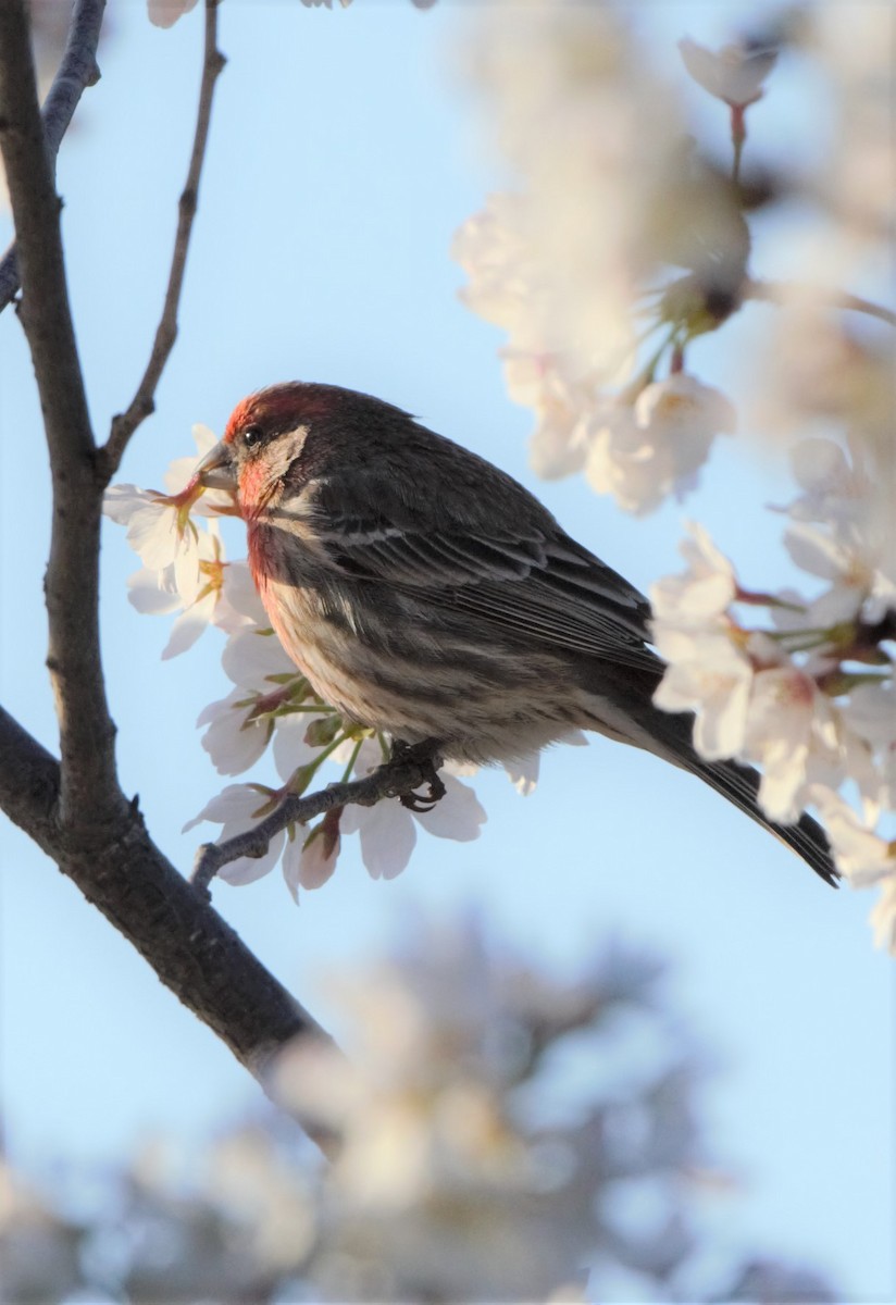 House Finch - ML202175901