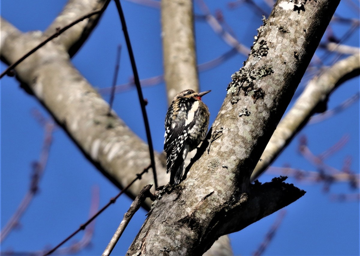 Yellow-bellied Sapsucker - ML202175941