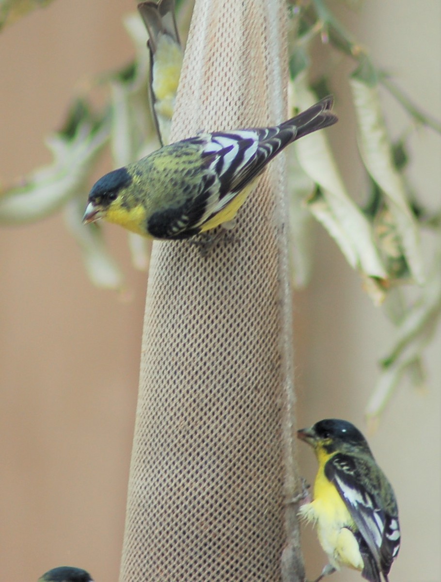 Lesser Goldfinch - ML202176321