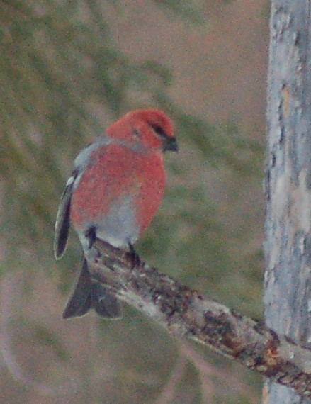 Pine Grosbeak - ML202176661