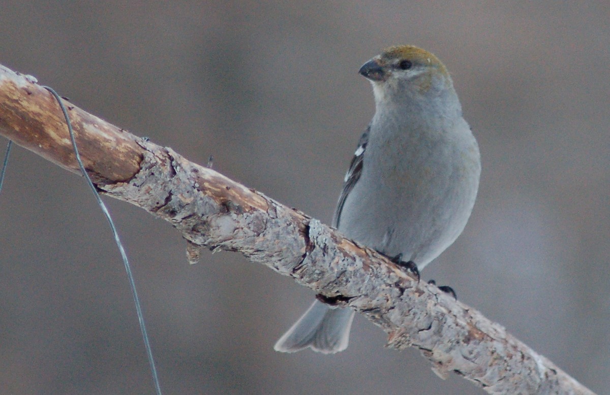 Pine Grosbeak - ML202176671