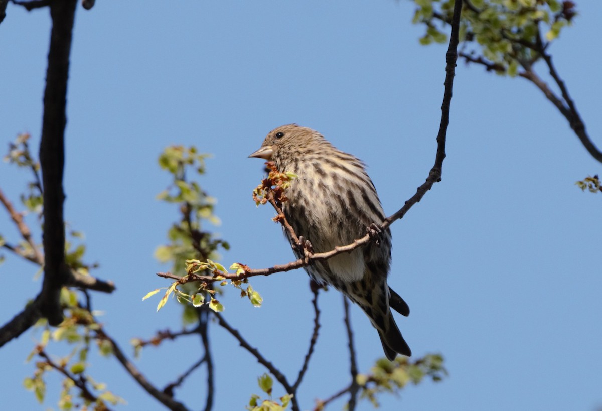 Pine Siskin - ML202176851