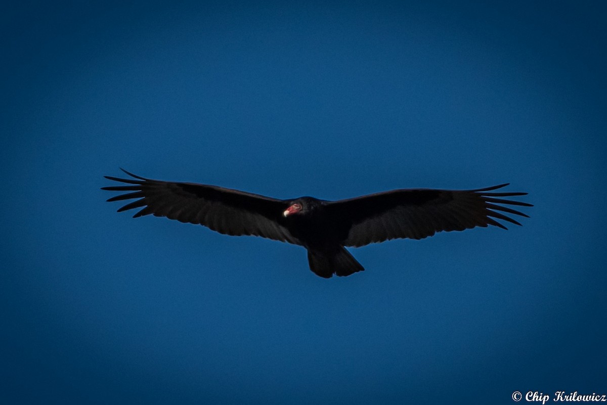 Turkey Vulture - ML202177401