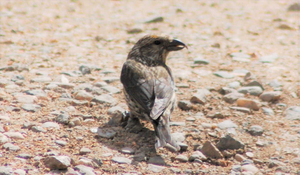Red Crossbill - ML202177431