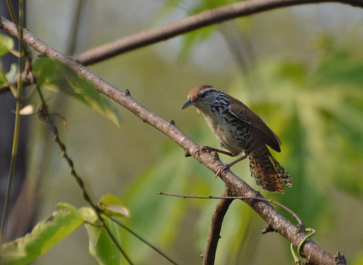 Banded Wren - ML202177491