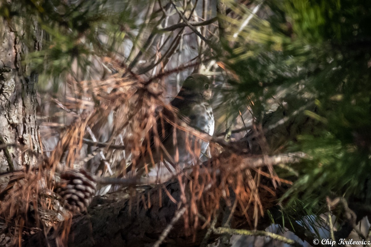 Hermit Thrush - Chip Krilowicz