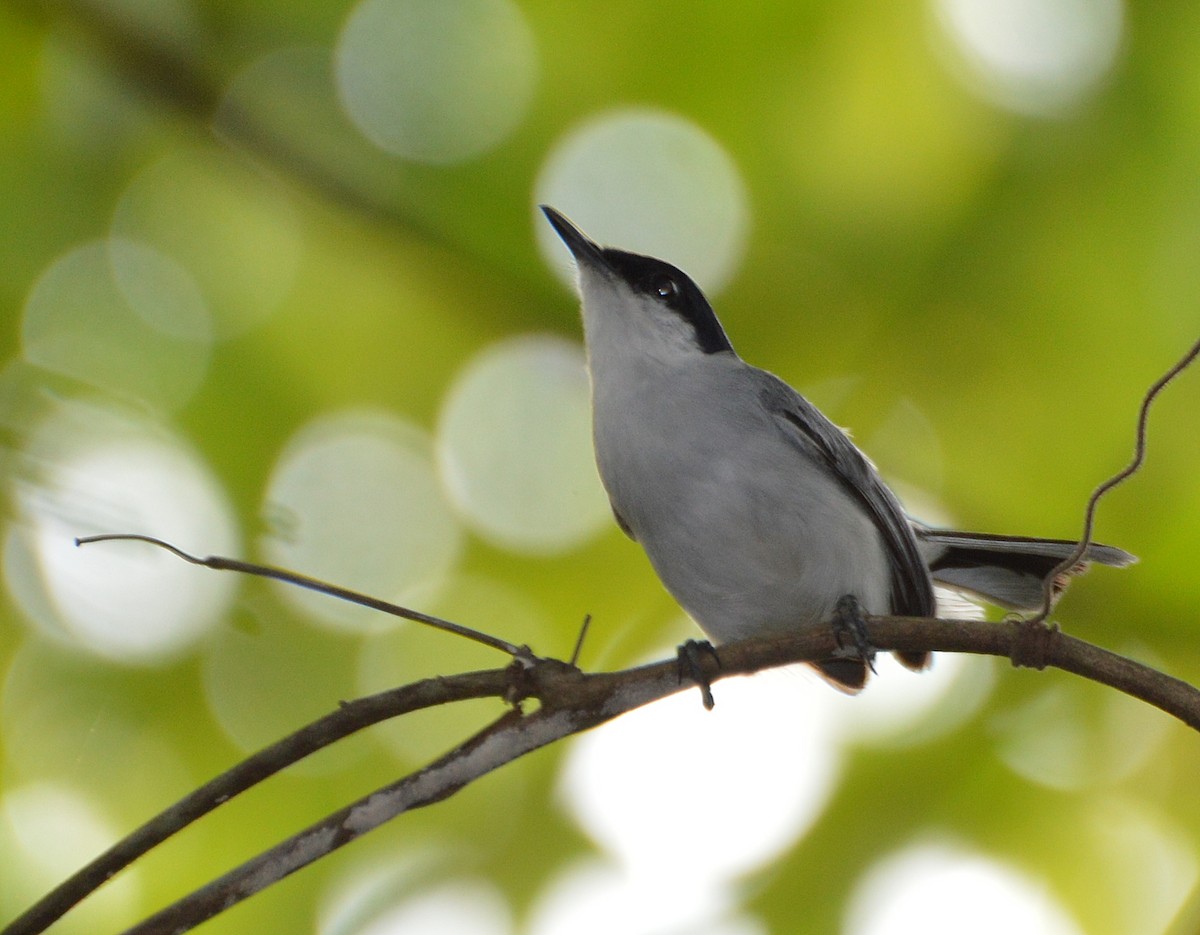 White-lored Gnatcatcher - ML202177581