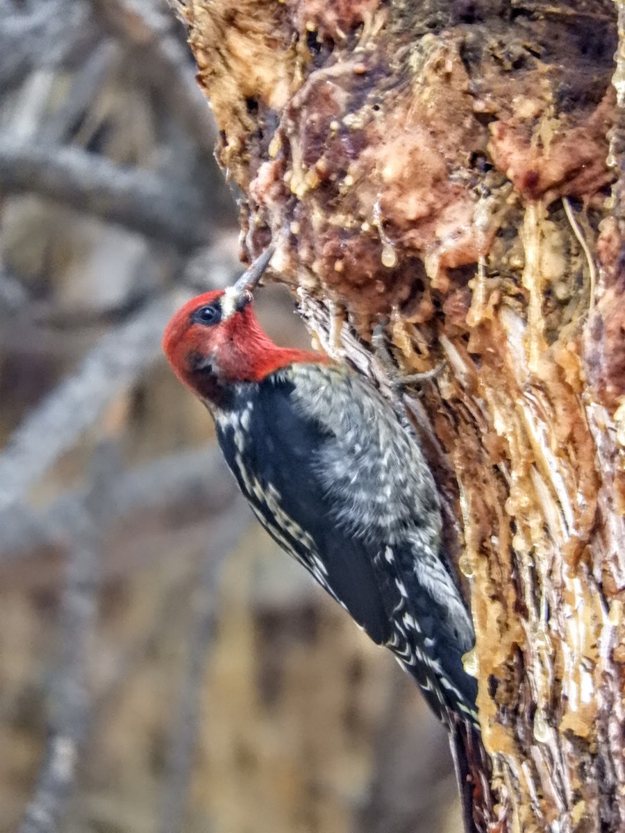 Red-breasted Sapsucker (daggetti) - ML202177611