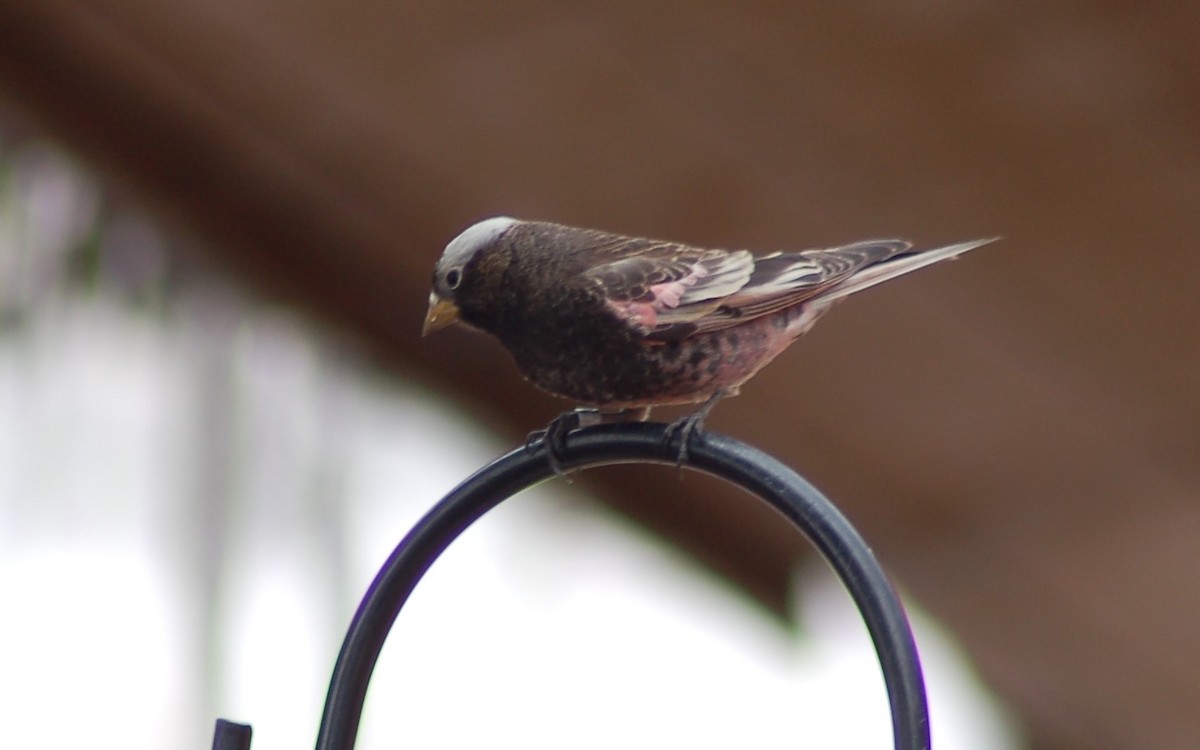 Black Rosy-Finch - ML202177971