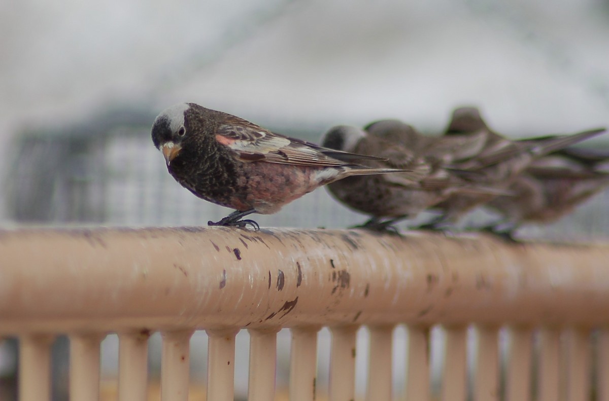 Black Rosy-Finch - ML202177981