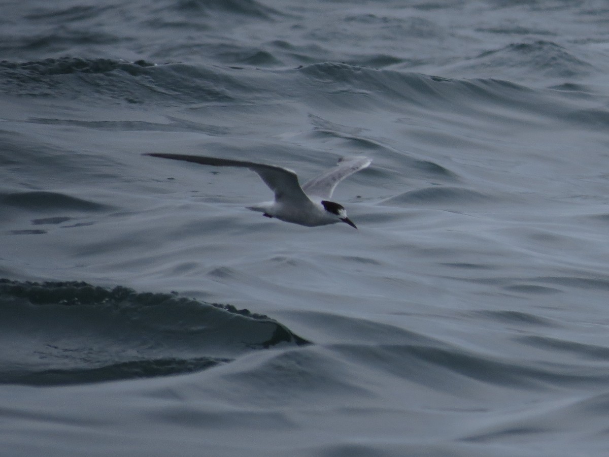 Common Tern - John van Dort