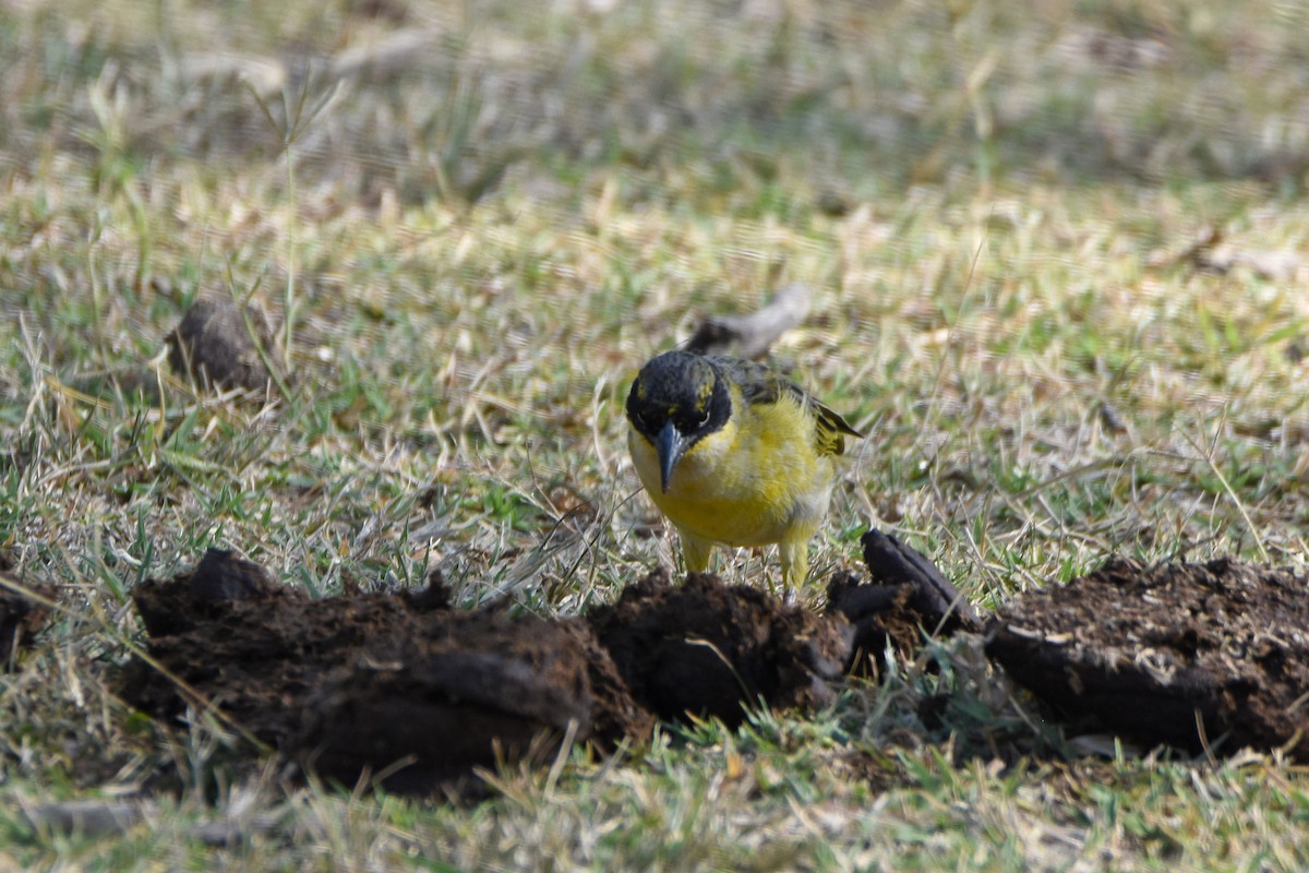 Baglafecht Weaver - Brian Henderson