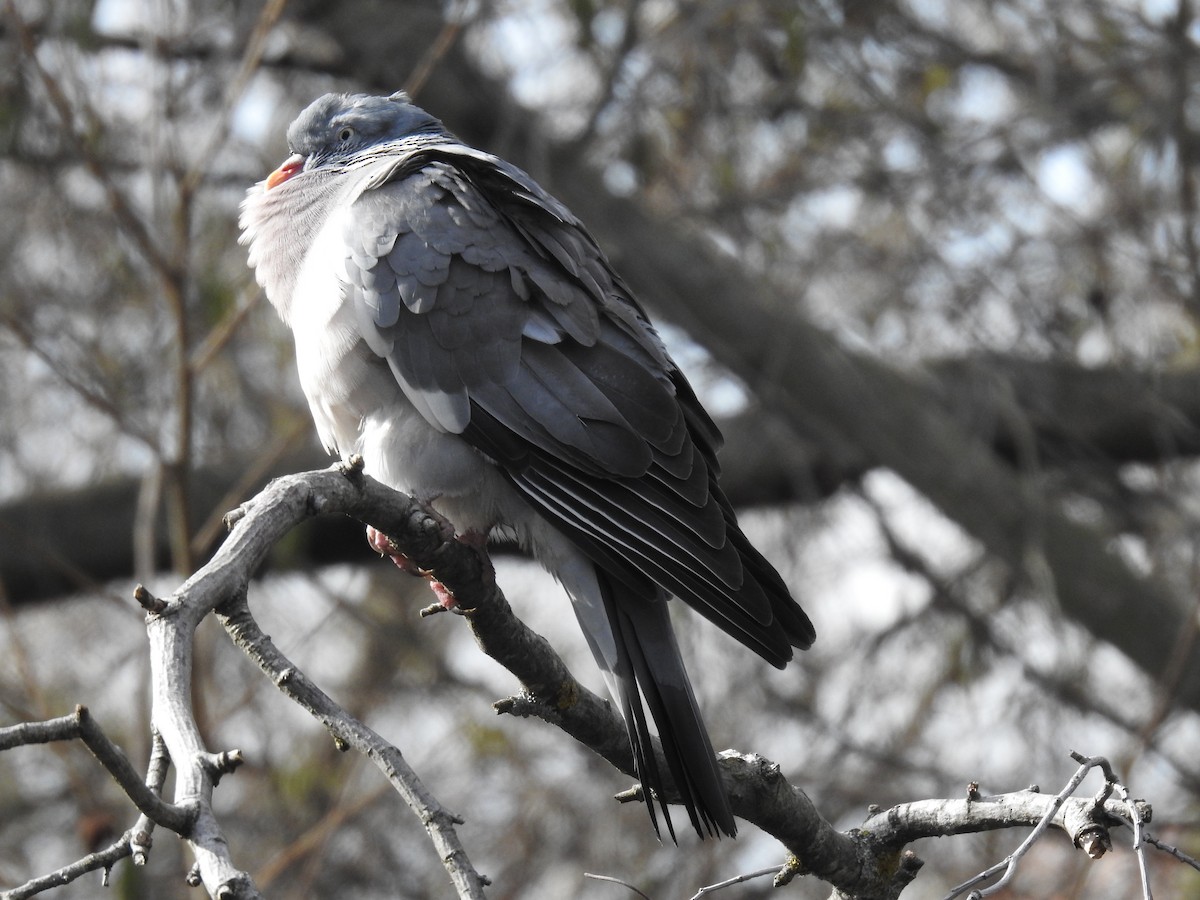 Common Wood-Pigeon - Rafael Hermosilla Ortega
