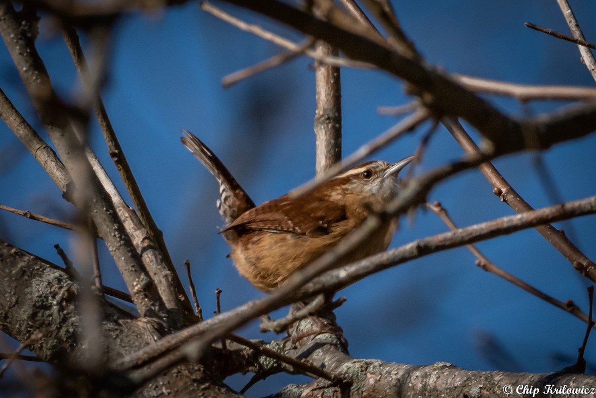 Carolina Wren - ML202178711