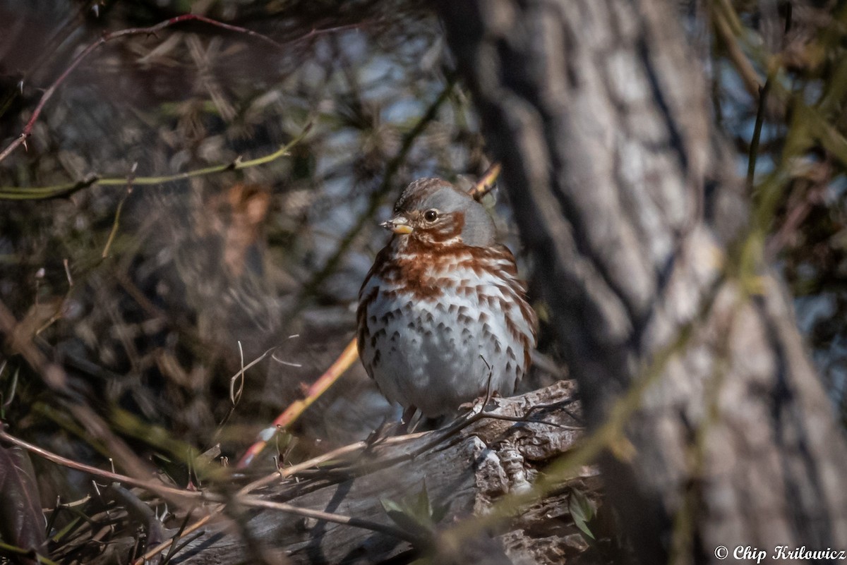 Fox Sparrow (Red) - ML202178771