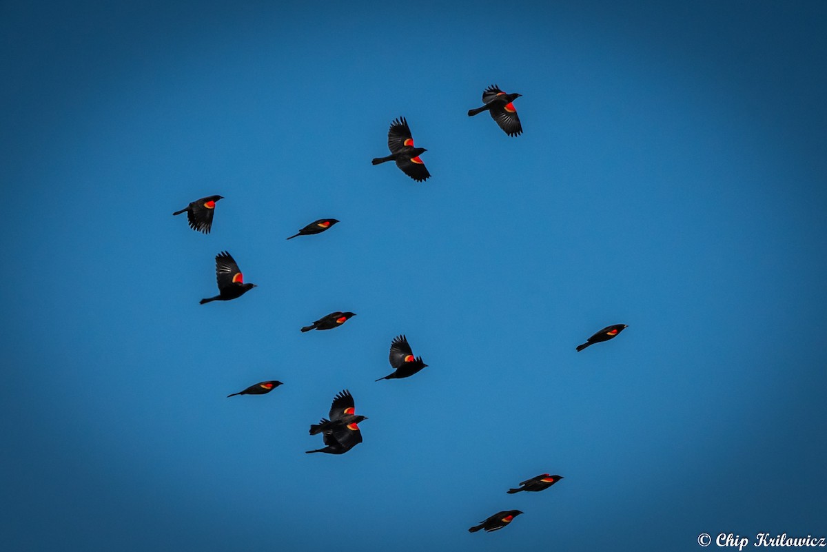 Red-winged Blackbird - ML202178781