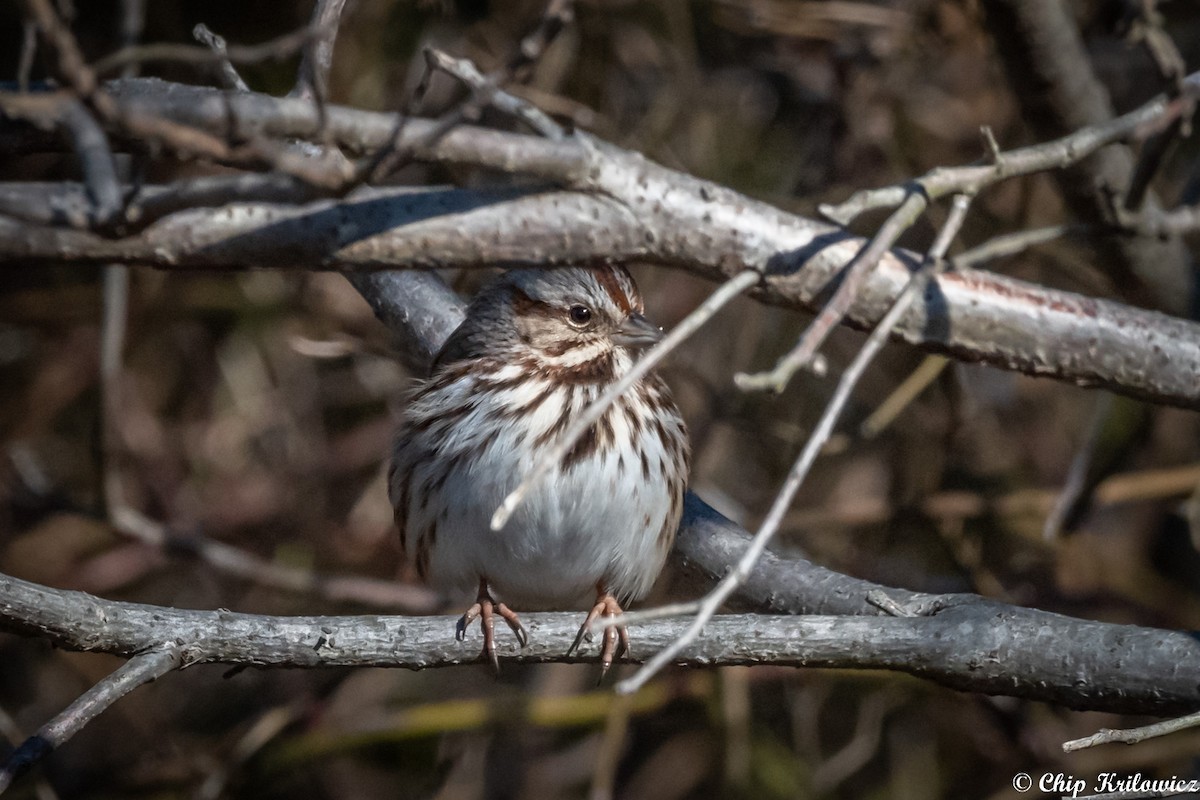 Song Sparrow - ML202178871