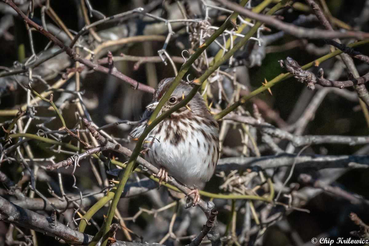 Song Sparrow - ML202178881