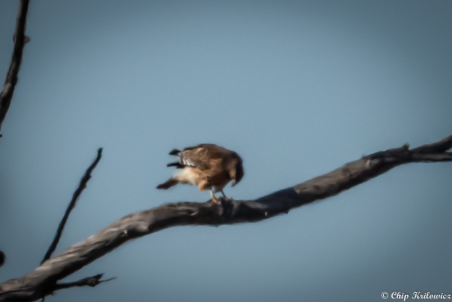 Red-shouldered Hawk - ML202179241