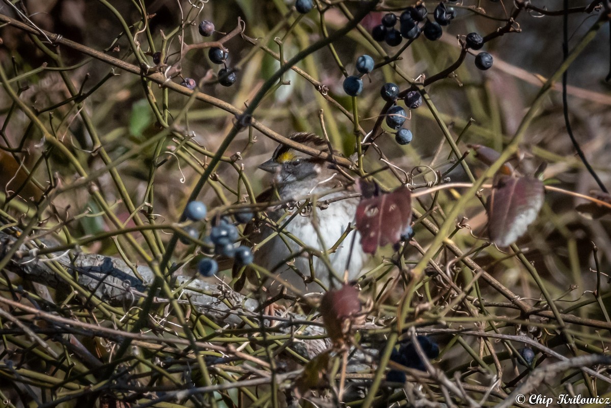 White-throated Sparrow - ML202179271