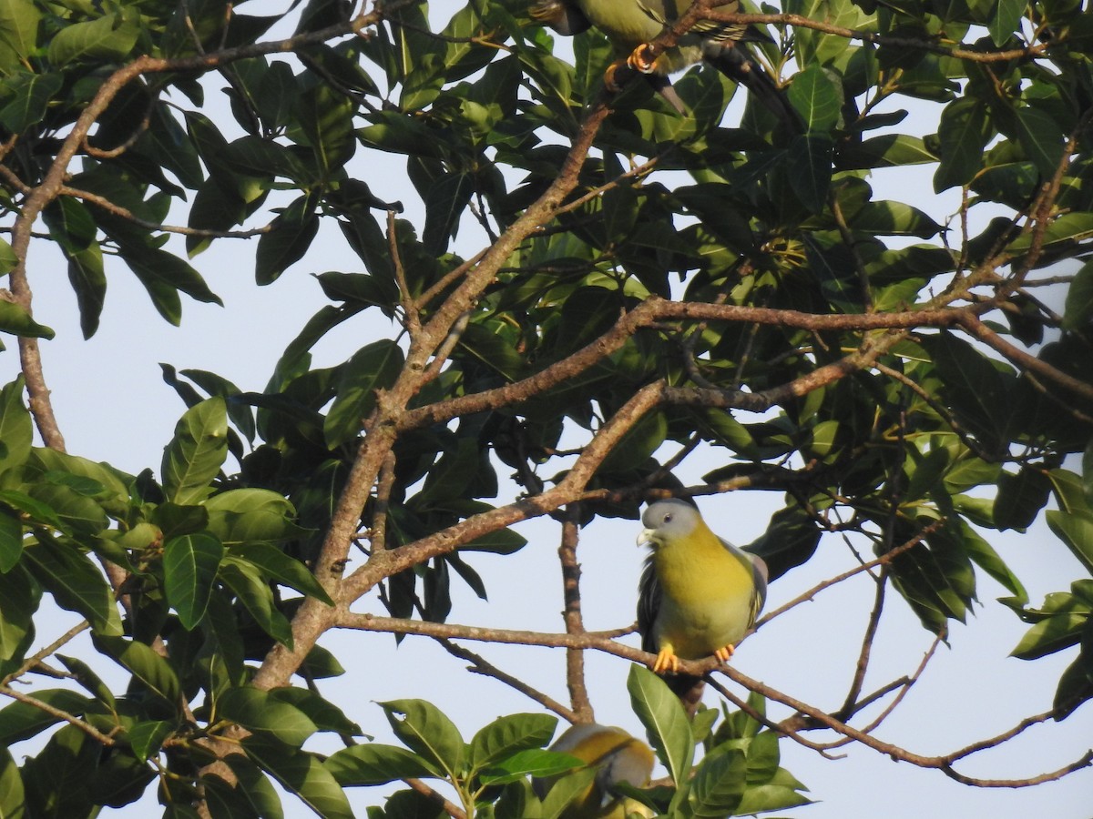 Yellow-footed Green-Pigeon - ML202179351