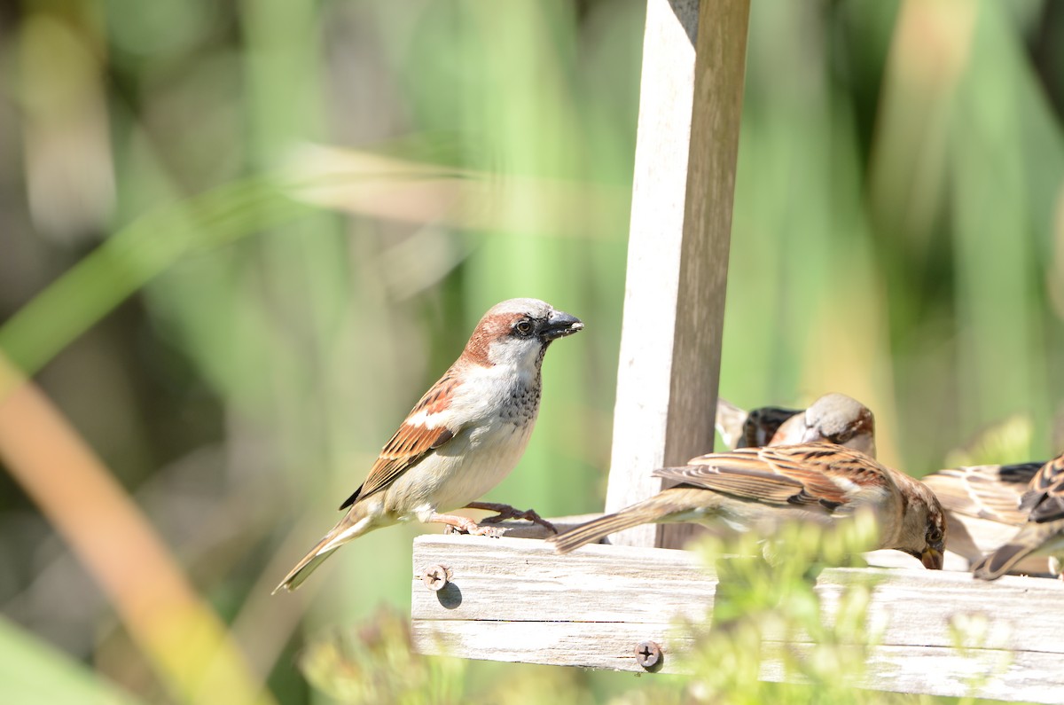 House Sparrow - ML202179481