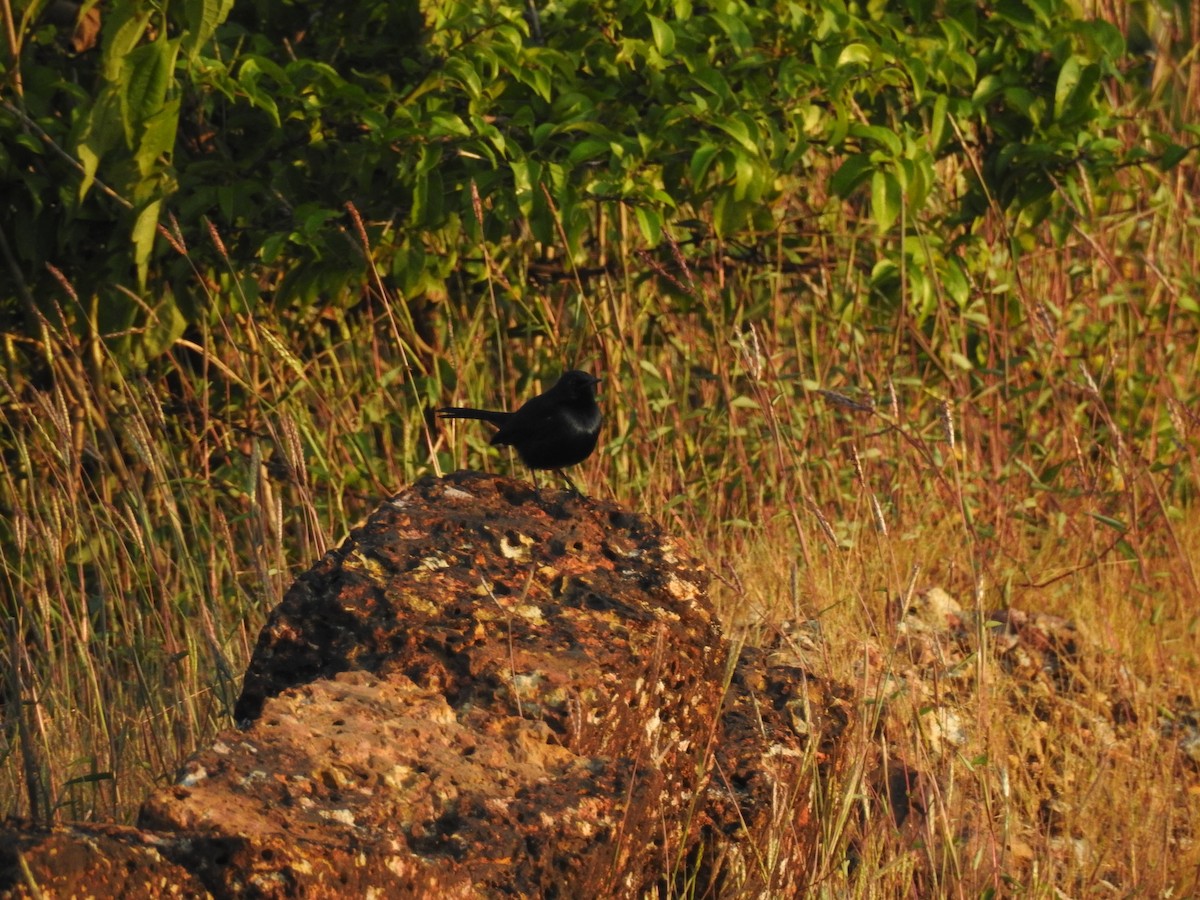 Indian Robin - ML202180671