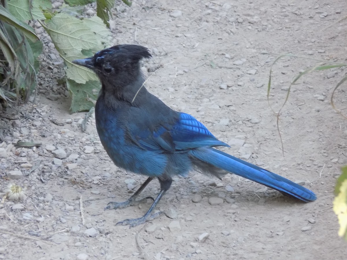 Steller's Jay - Zach DeBruine