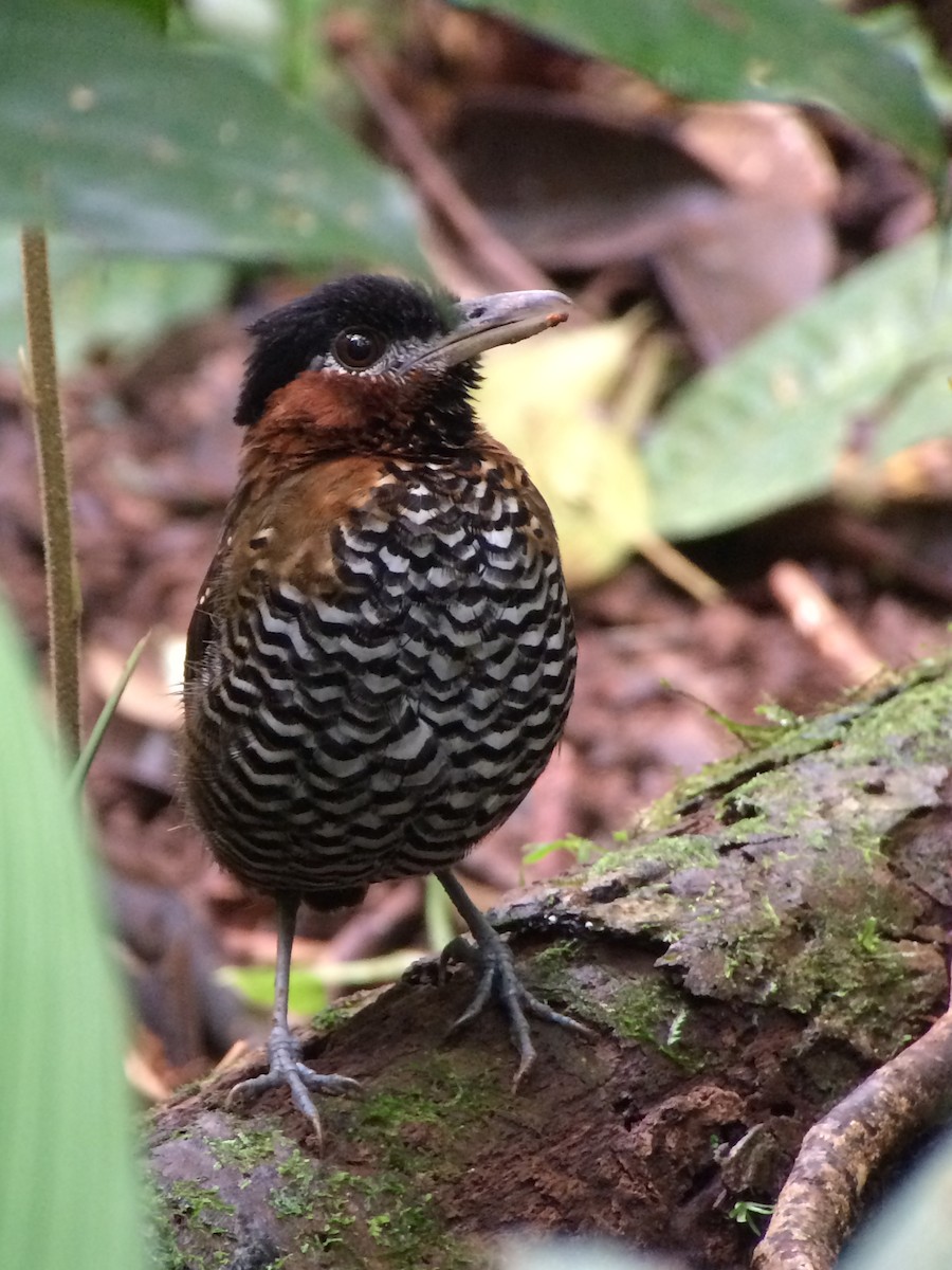 Black-crowned Antpitta - Tommie Rogers