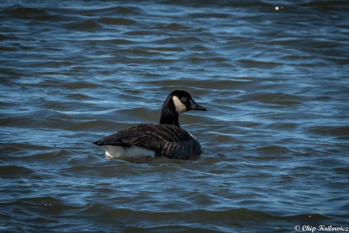 Canada Goose - ML202182331