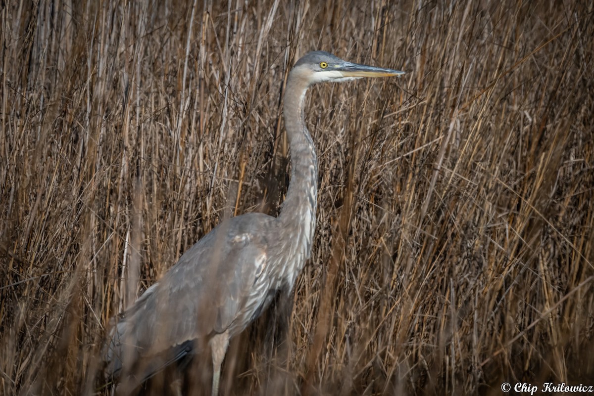 Great Blue Heron - ML202182401