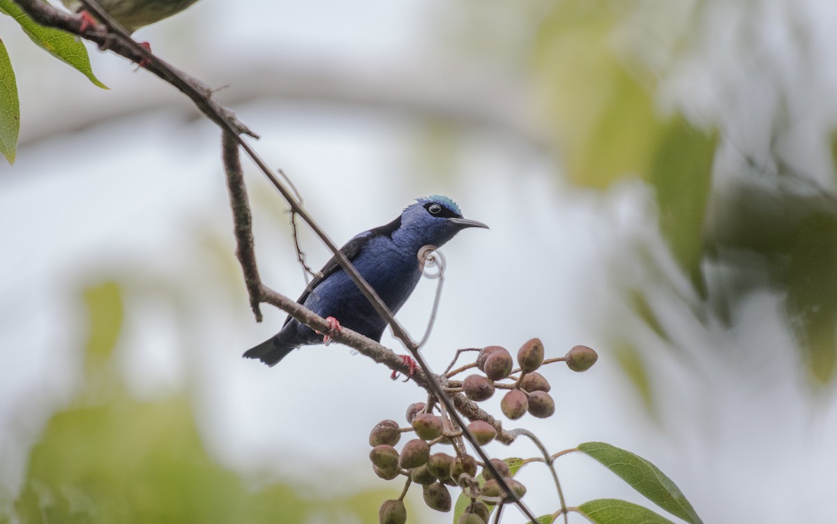 Red-legged Honeycreeper - ML202183741