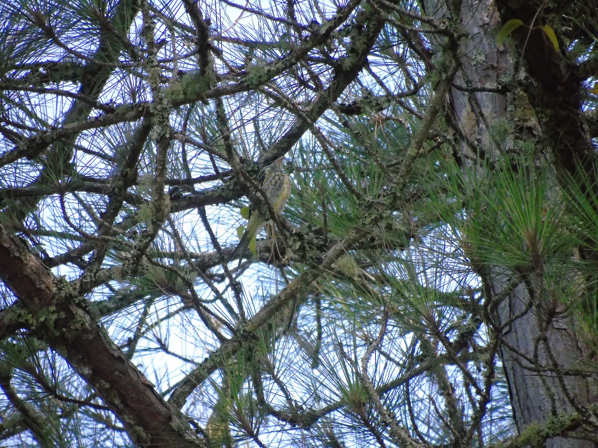 Cotinga à queue fourchue - ML202184651