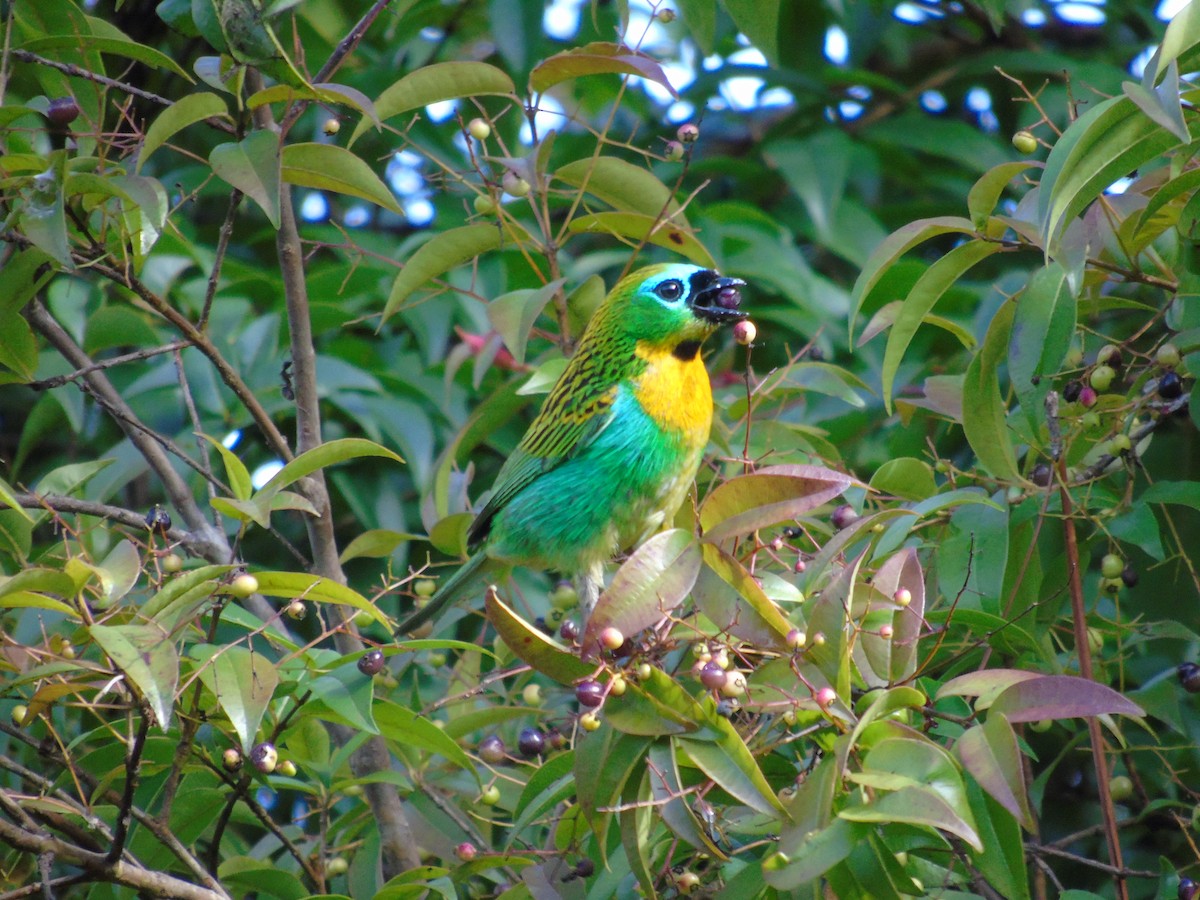 Brassy-breasted Tanager - ML202184721