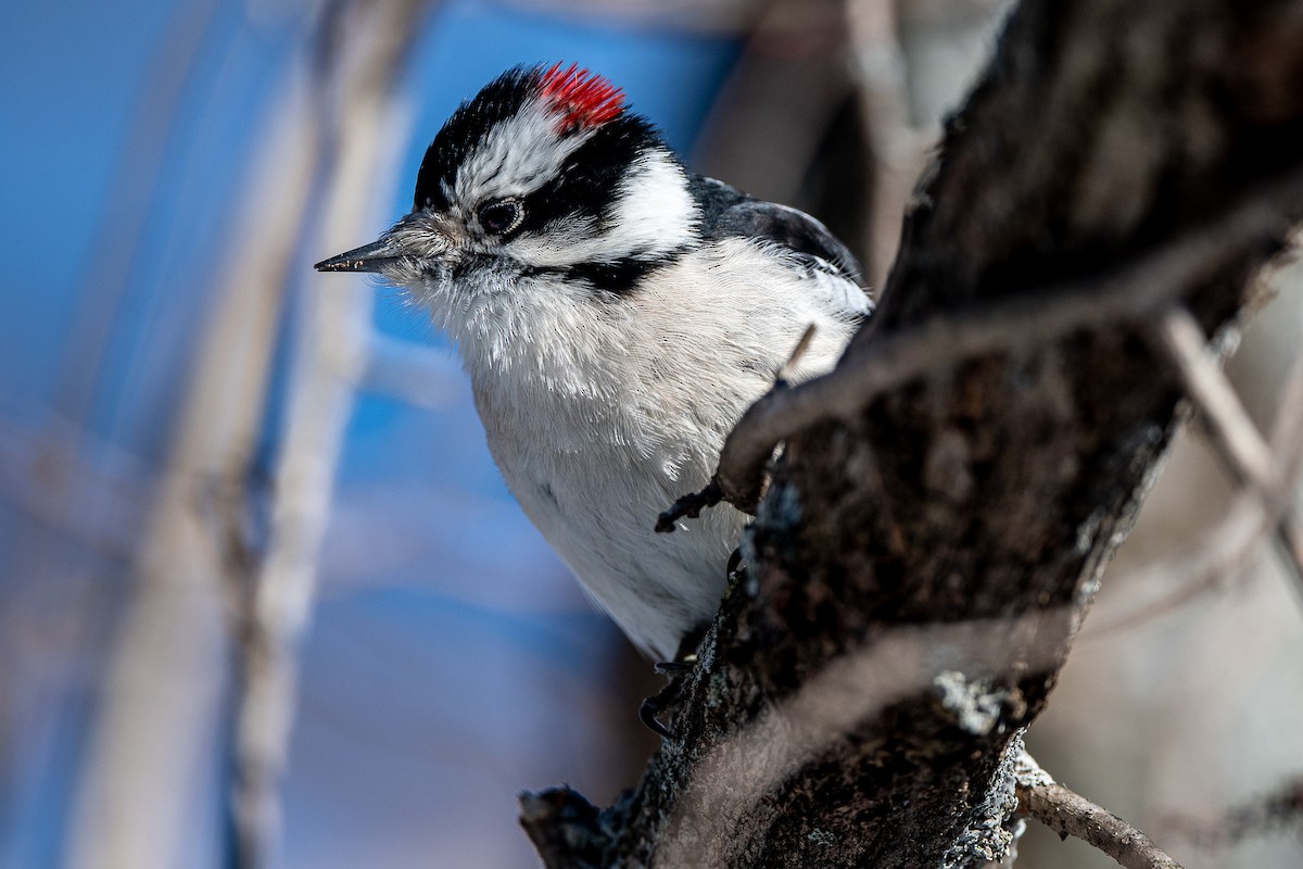 Downy Woodpecker - ML202184851