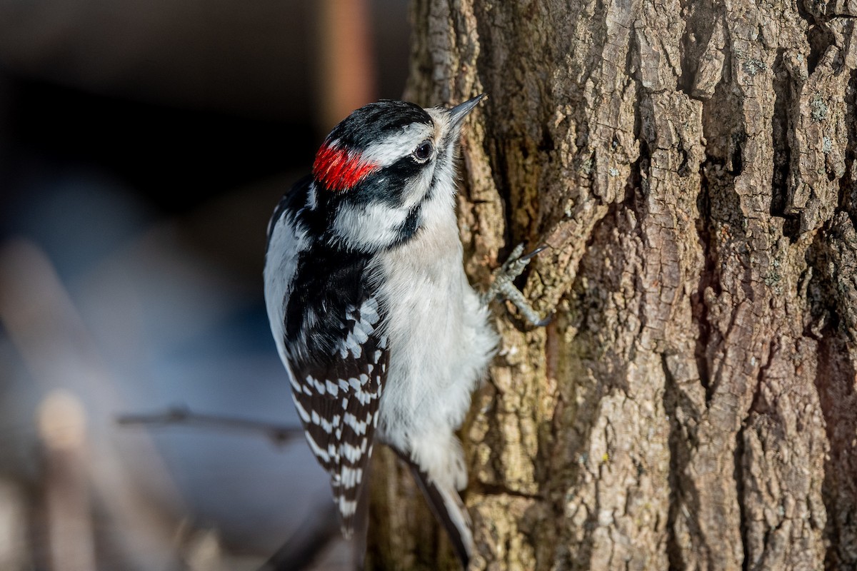 Downy Woodpecker - ML202184861