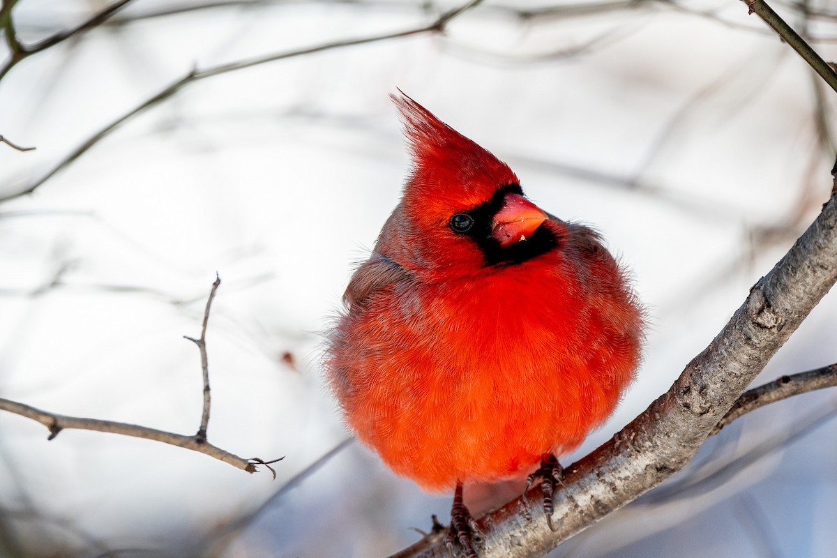 Northern Cardinal - ML202184911