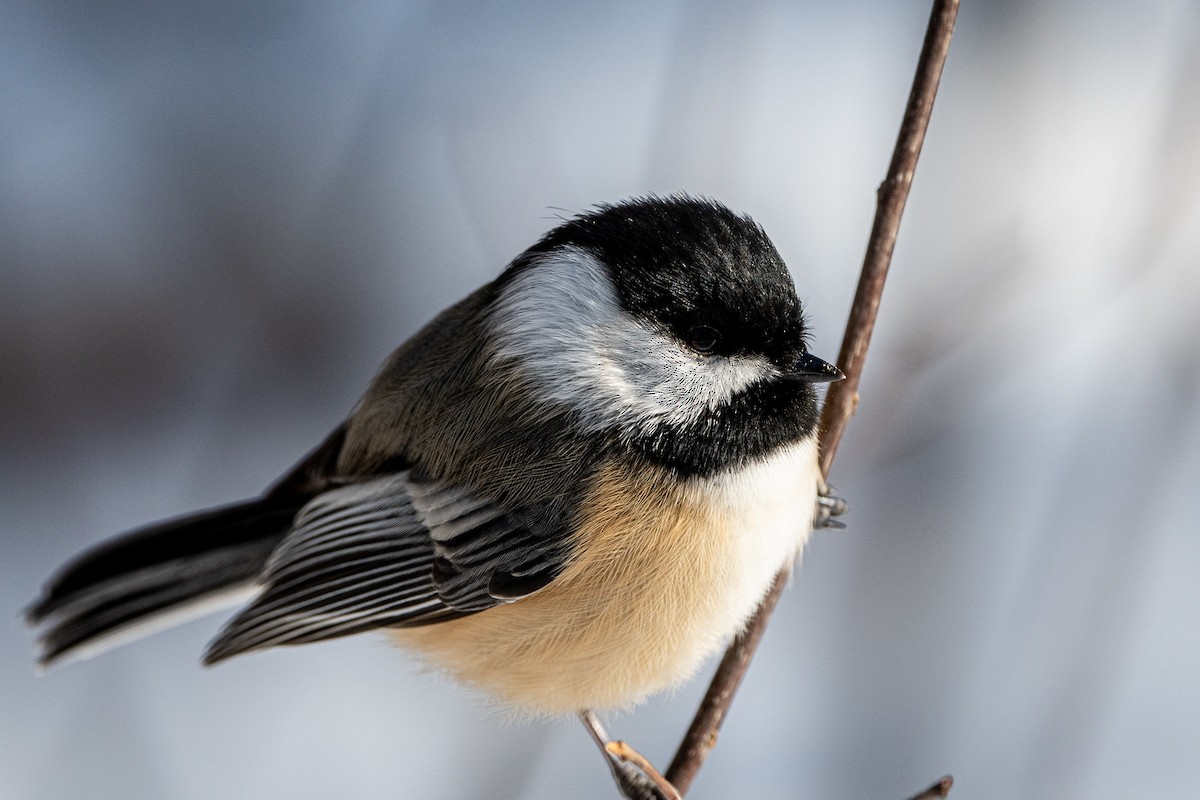 Black-capped Chickadee - ML202184991