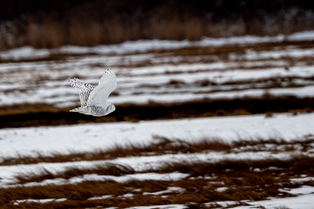 Snowy Owl - ML202185021