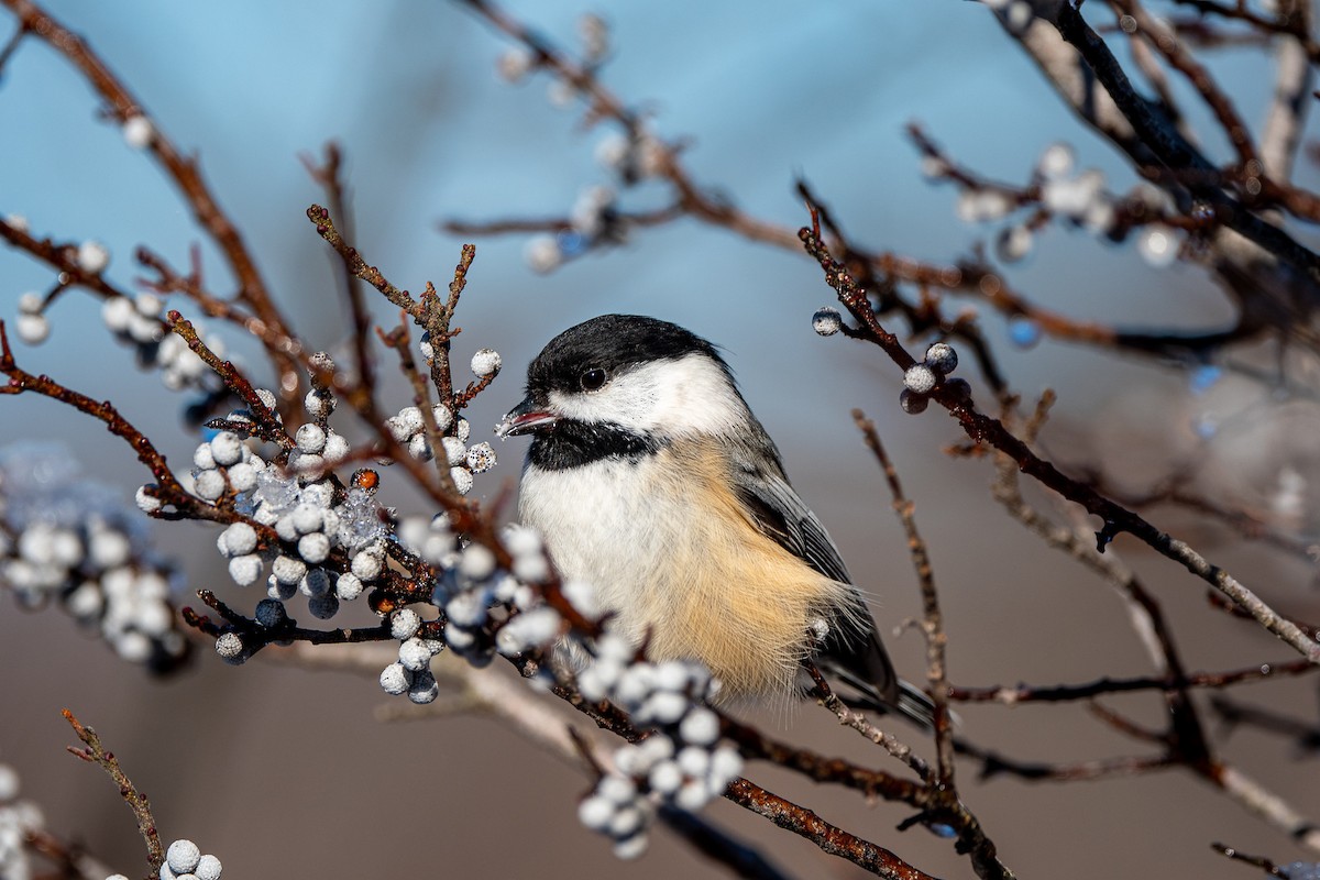 Black-capped Chickadee - ML202185031