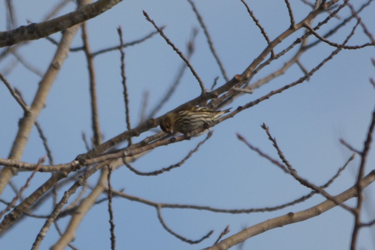 Pine Siskin - ML202186131