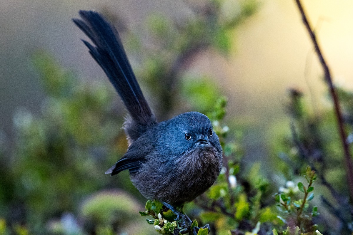 Wrentit - ML202186231