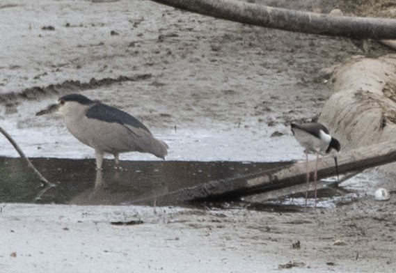 Black-necked Stilt - ML202186241