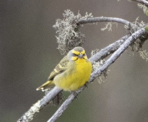 Yellow-fronted Canary - ML202186401