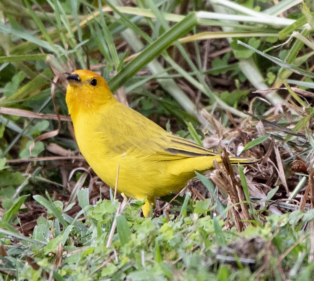 Saffron Finch - ML202186421