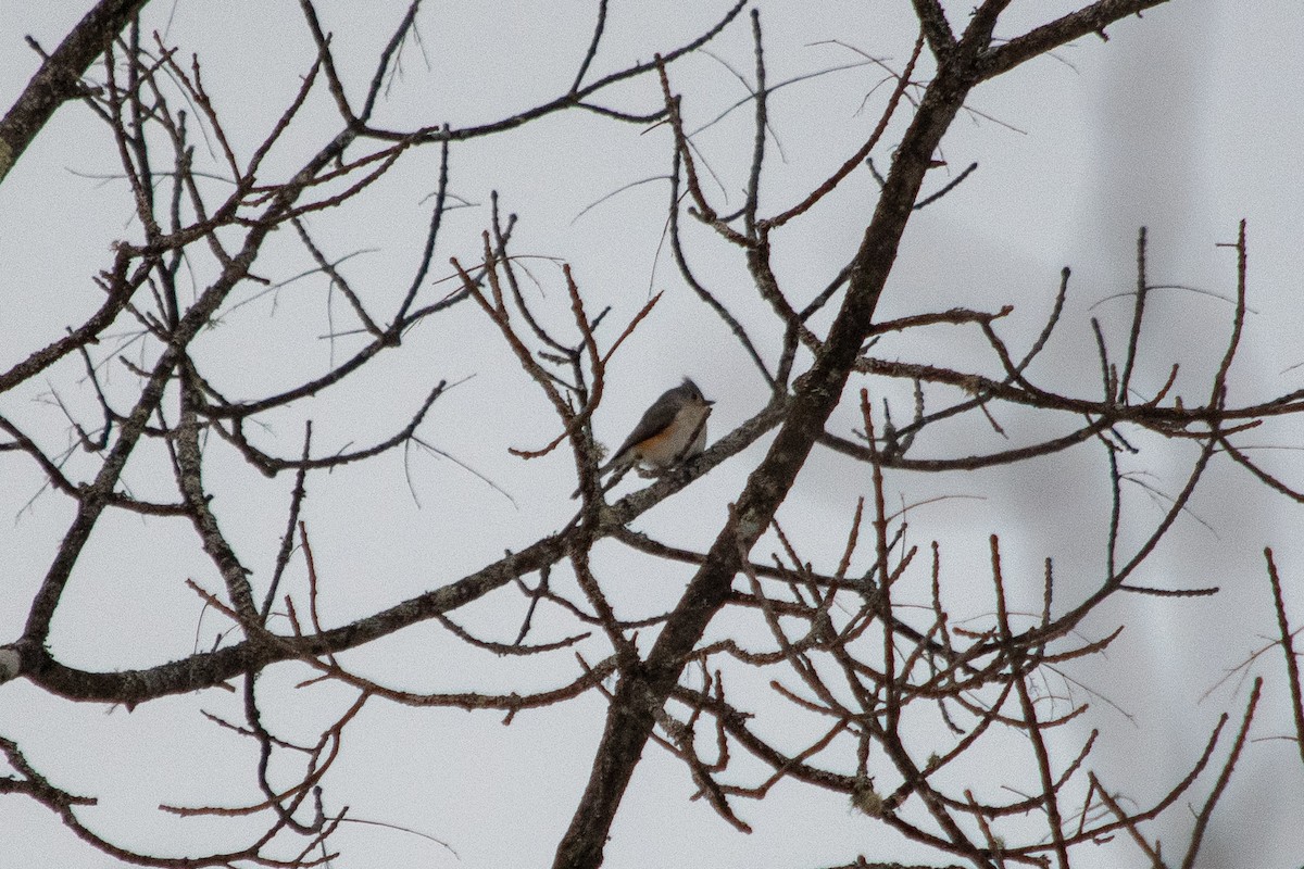 Tufted Titmouse - ML202186501